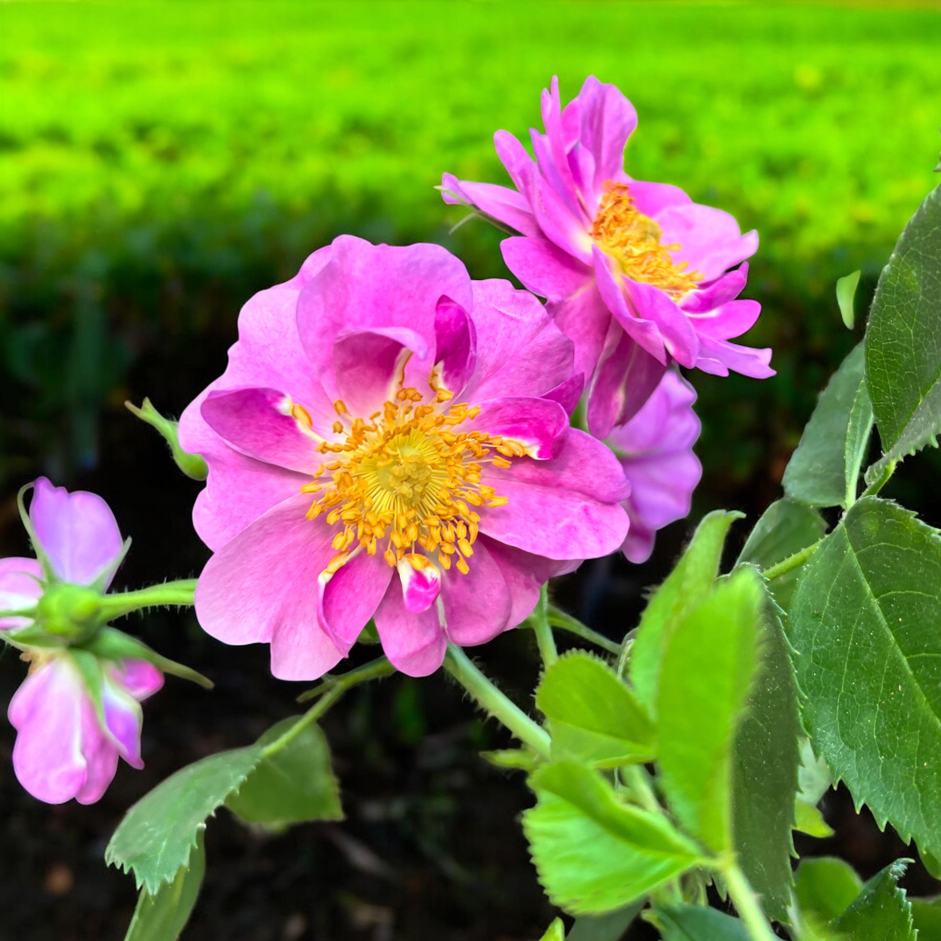 Rosa 'Totally Spice' - trandafir floribunda, parfumat cu inflorire abundenta
