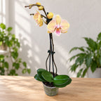 Phalaenopsis 'Zalm' big lip