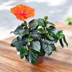 Hibiscus Hera - flori XL (2 plante/ghiveci)