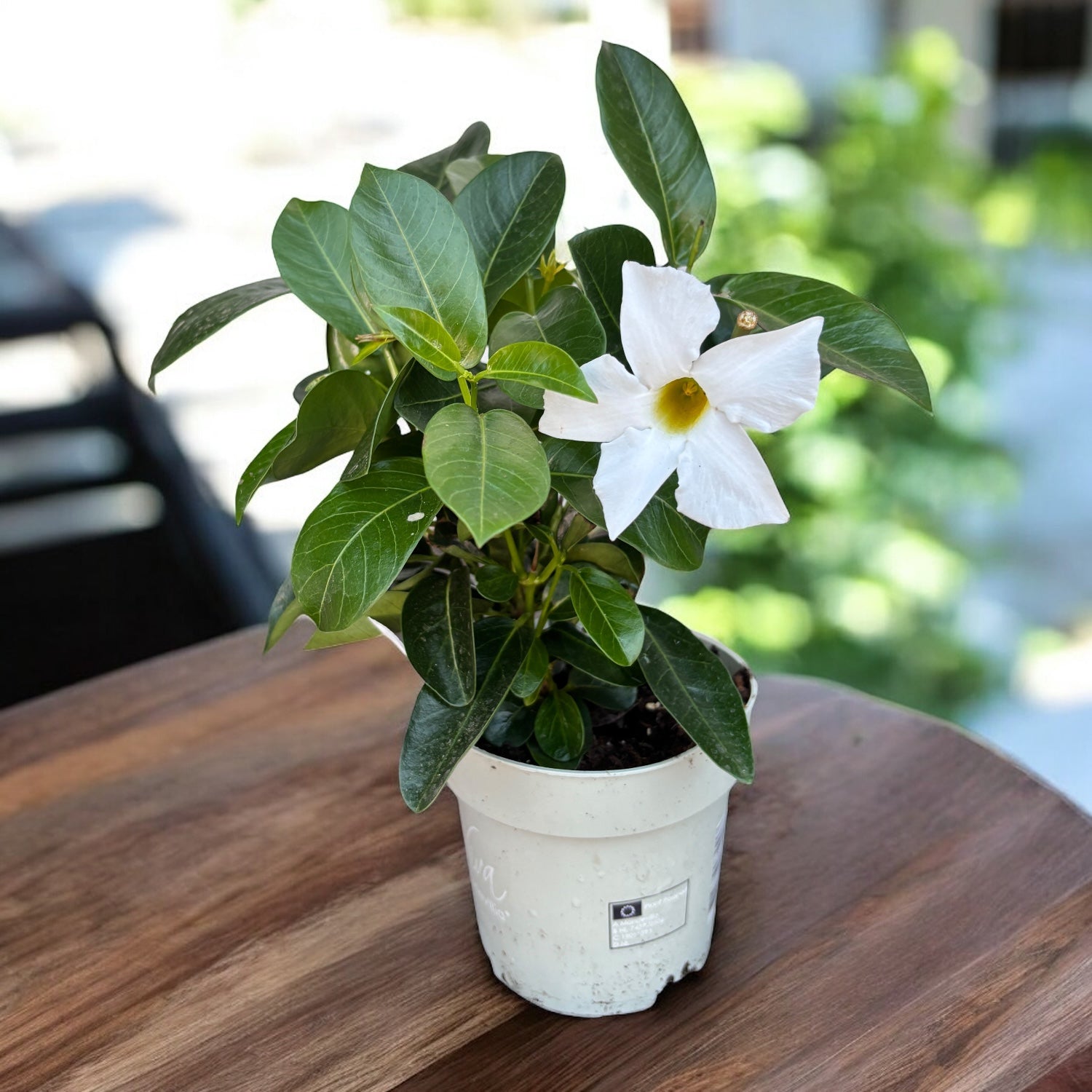 Mandevilla (Dipladenia) ‘Rio’ White - flori parfumate albe