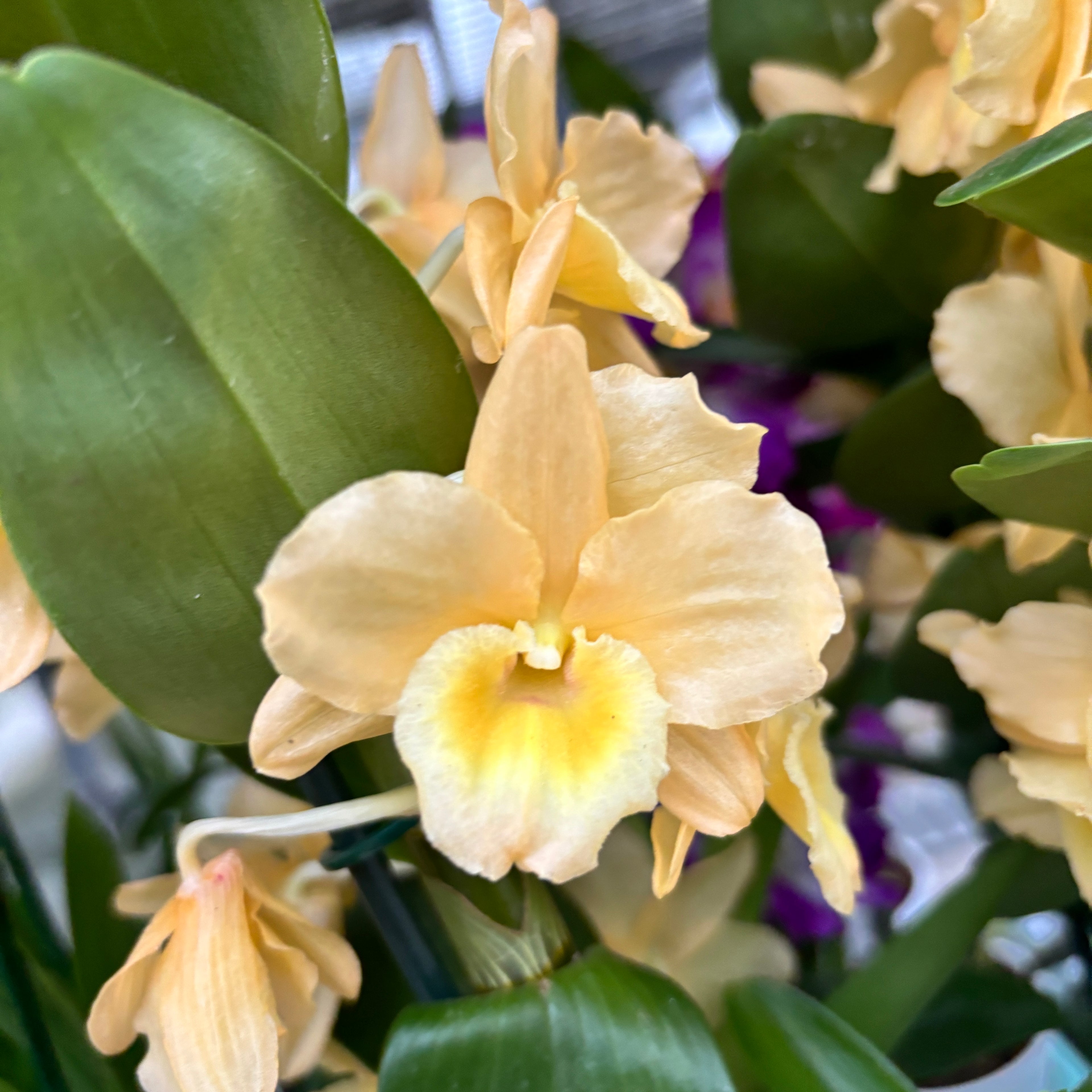 Dendrobium Yellow parfumat