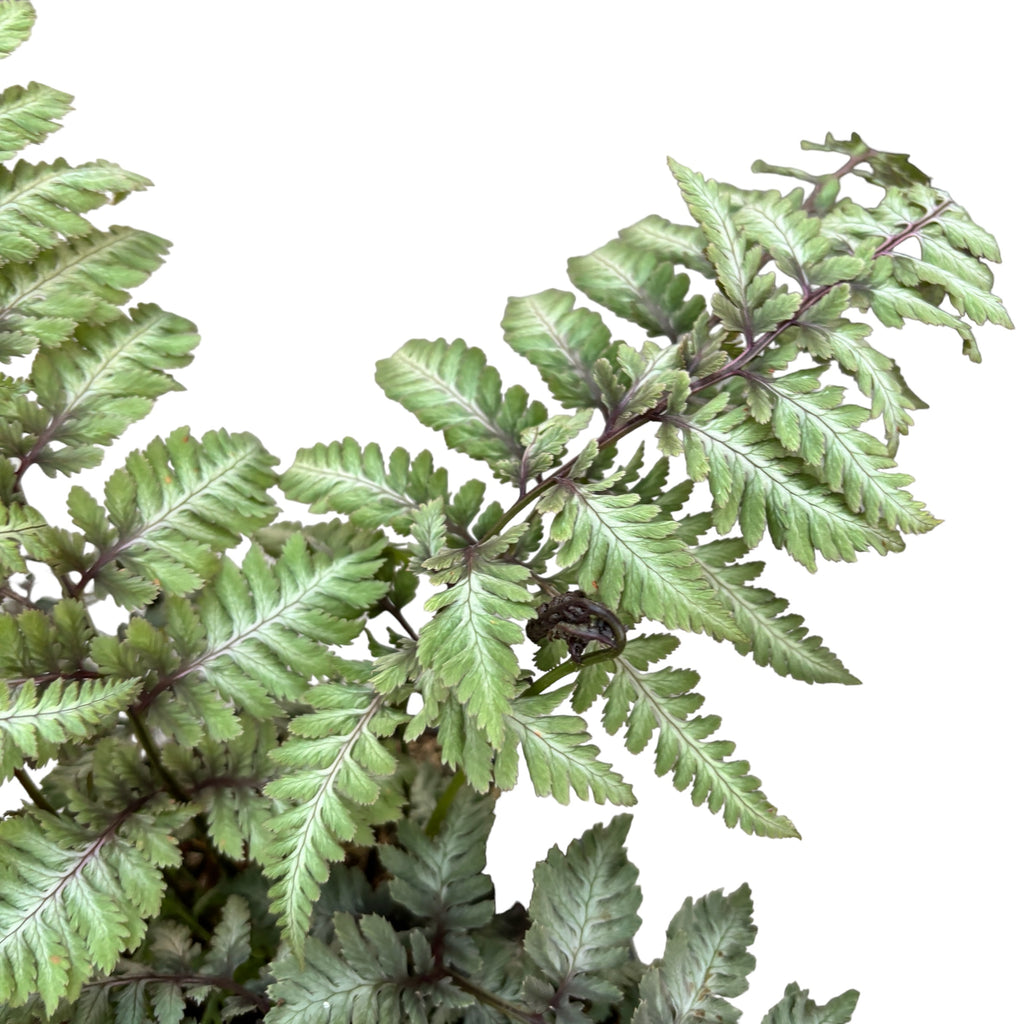 Ιαπωνική φτέρη κήπου - Athyrium niponicum var. pictum 'Silver Falls' (Ιαπωνική ζωγραφισμένη φτέρη κυρίας)