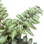 Feriga japoneza de gradina - Athyrium niponicum var. pictum 'Silver Falls' (Japane Painted Lady Fern)