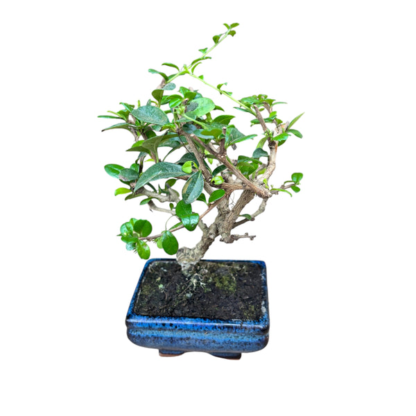 Bonsai Carmona