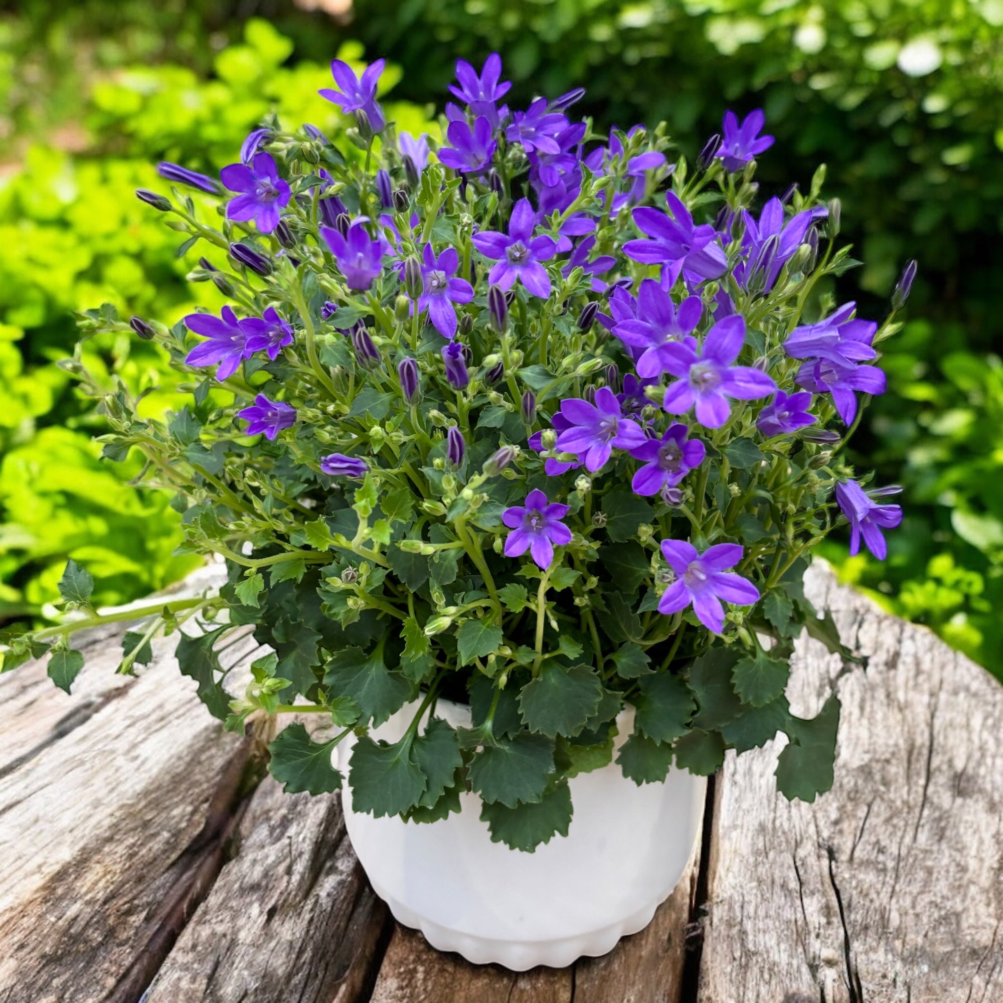 Campanula portenschlagiana ‘Nina’ - perena pitica cu flori albastre, ideala pentru jardiniere si borduri inflorite