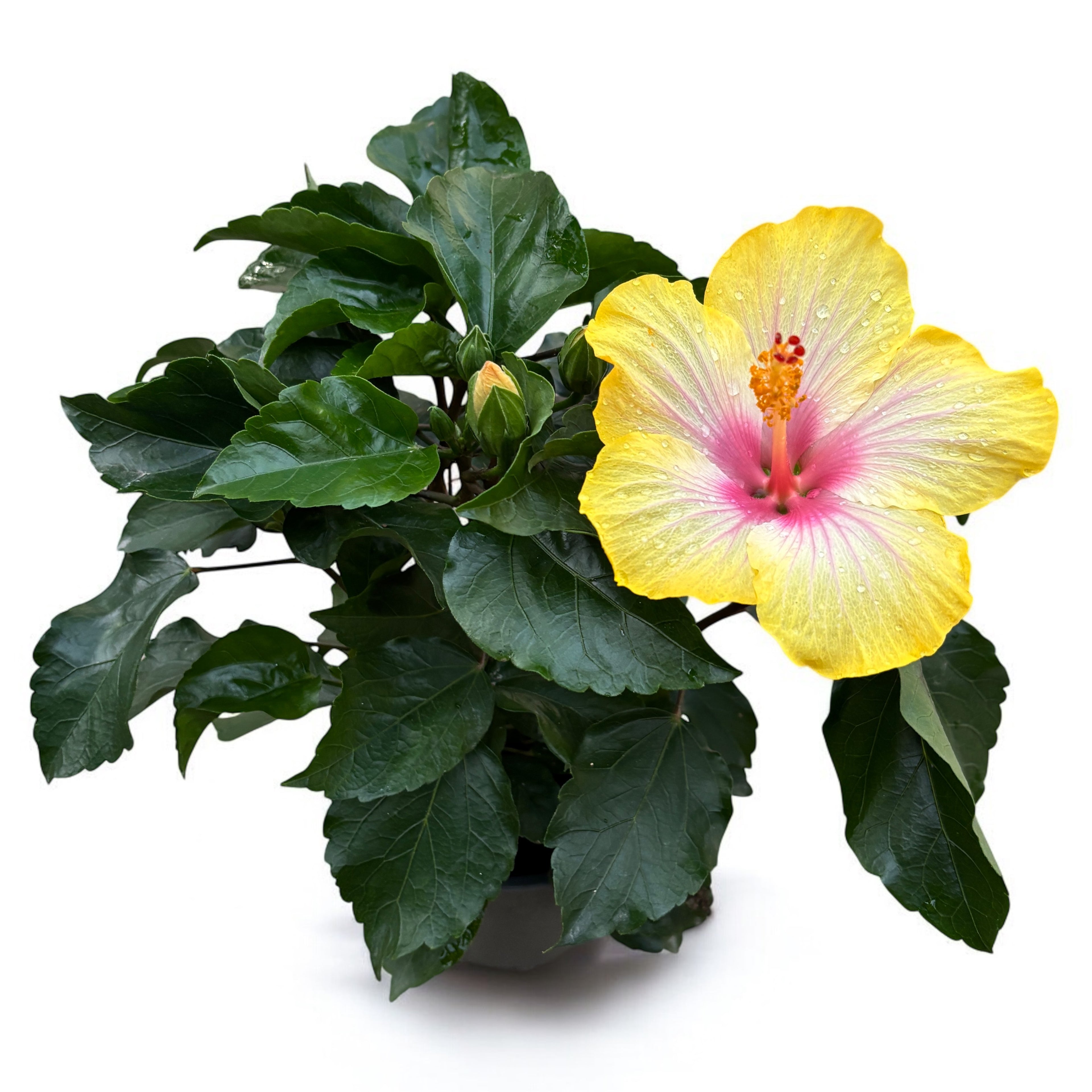 Hibiscus rosa-sinensis ‘Cocktail’ - nagy sárga-rózsaszín virágú japán rózsák