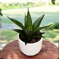 Sansevieria ‘Corona Viuda Negra’