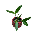 Cattleya forbesii *parfumata