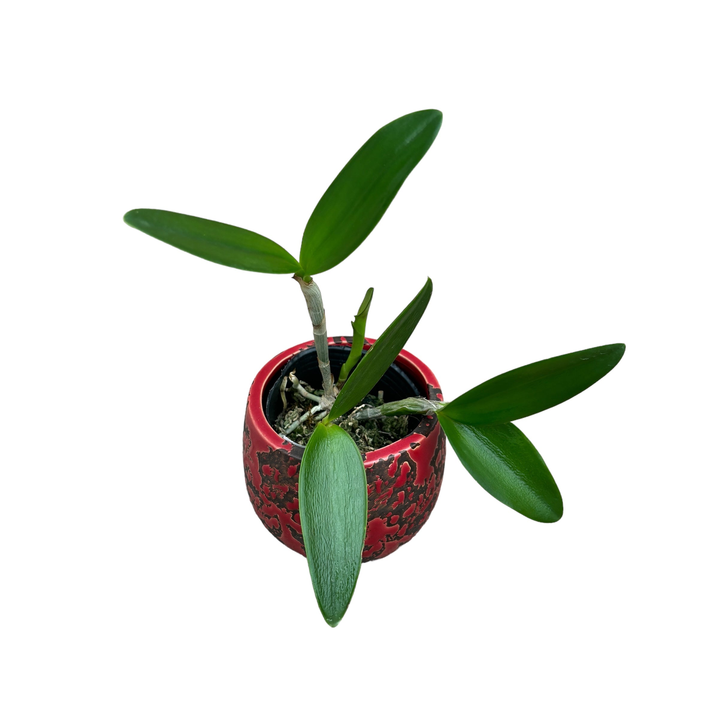 Cattleya forbesii *parfümiert