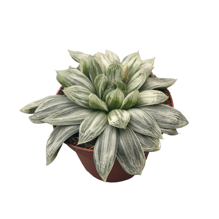 Haworthia cymbiformis spp. variegata