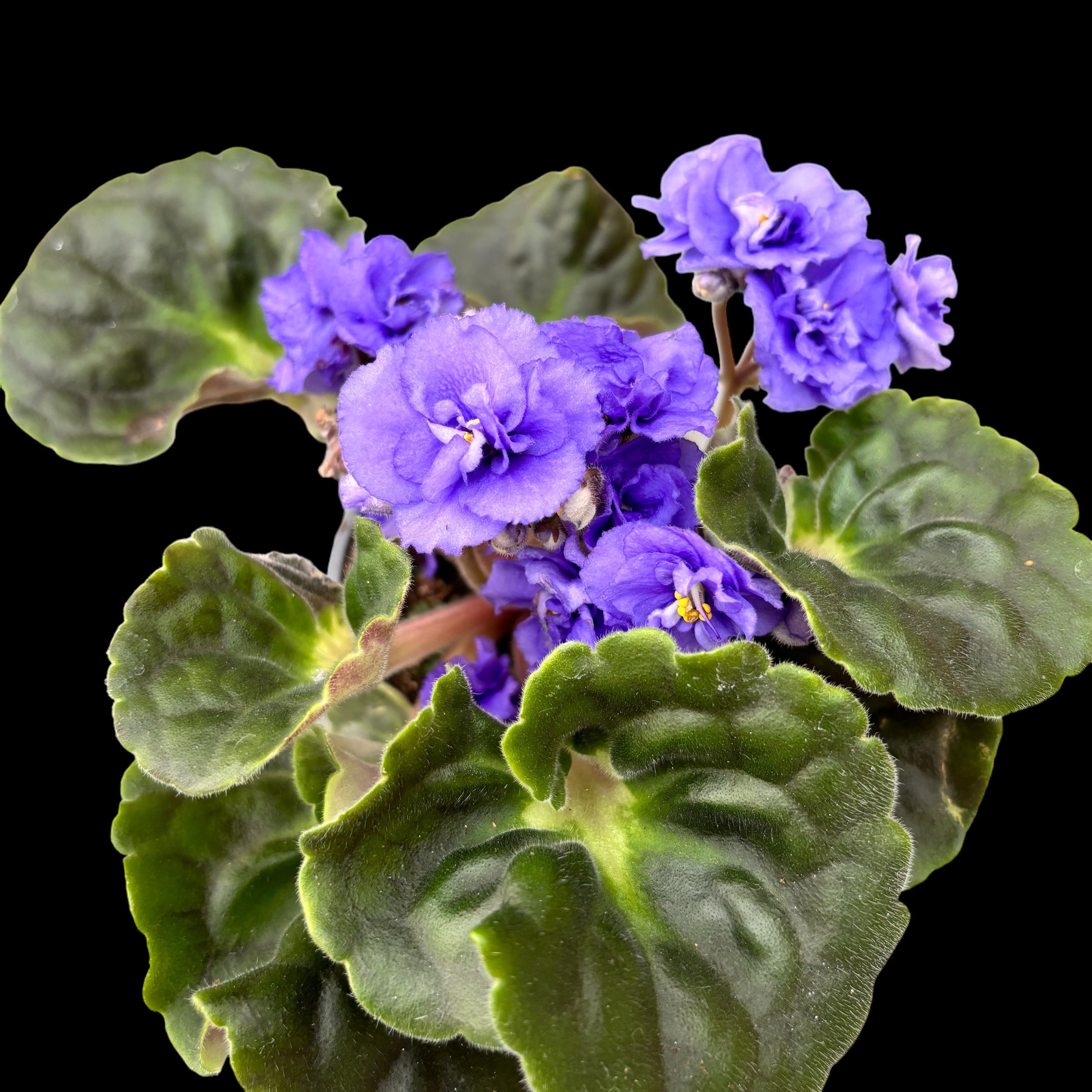 Saintpaulia Rococo Blue - Violete de Parma cu flori duble