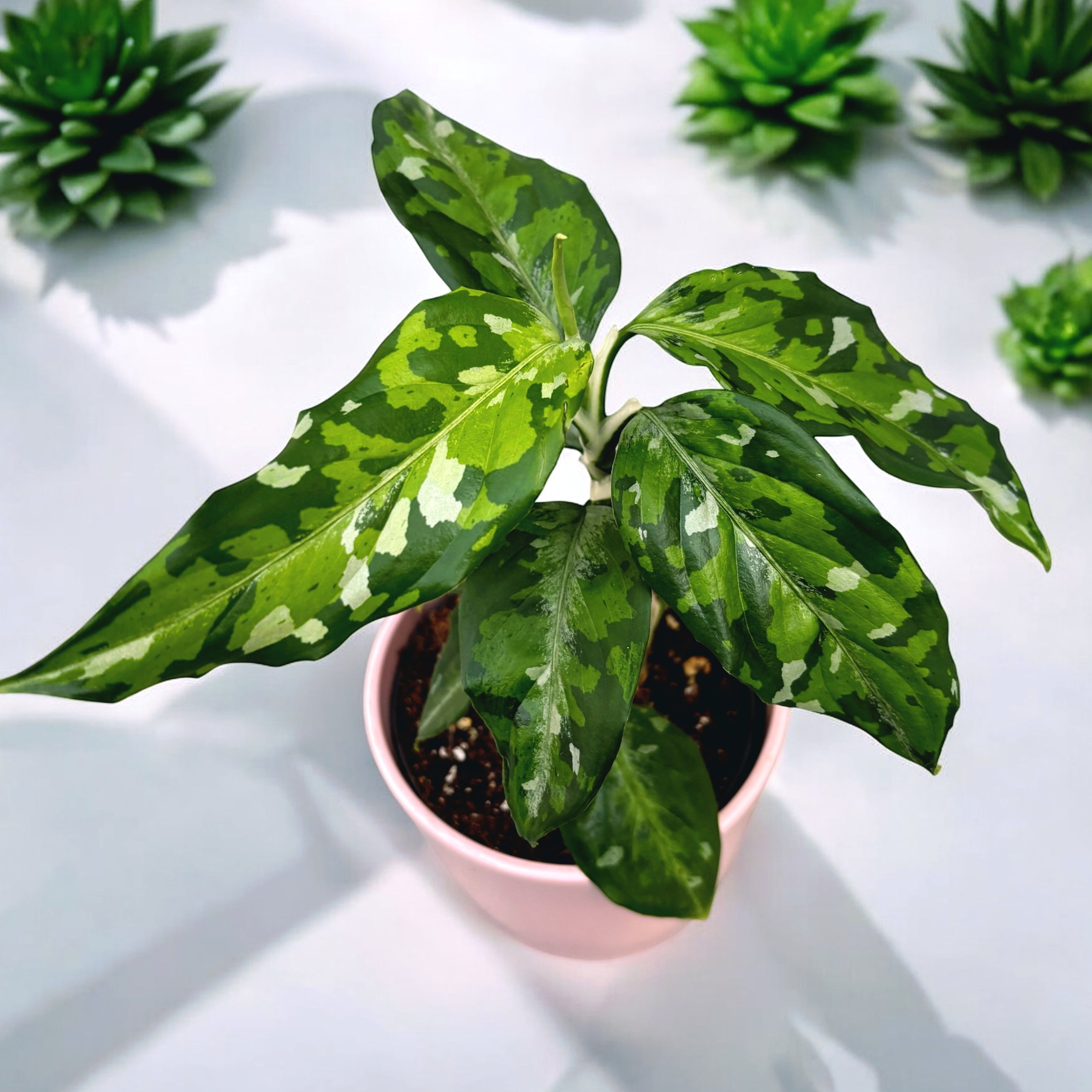 Aglaonema pictus ‘Tricolor’