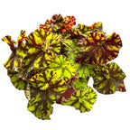 Begonia Magic Colours 'Zumba'