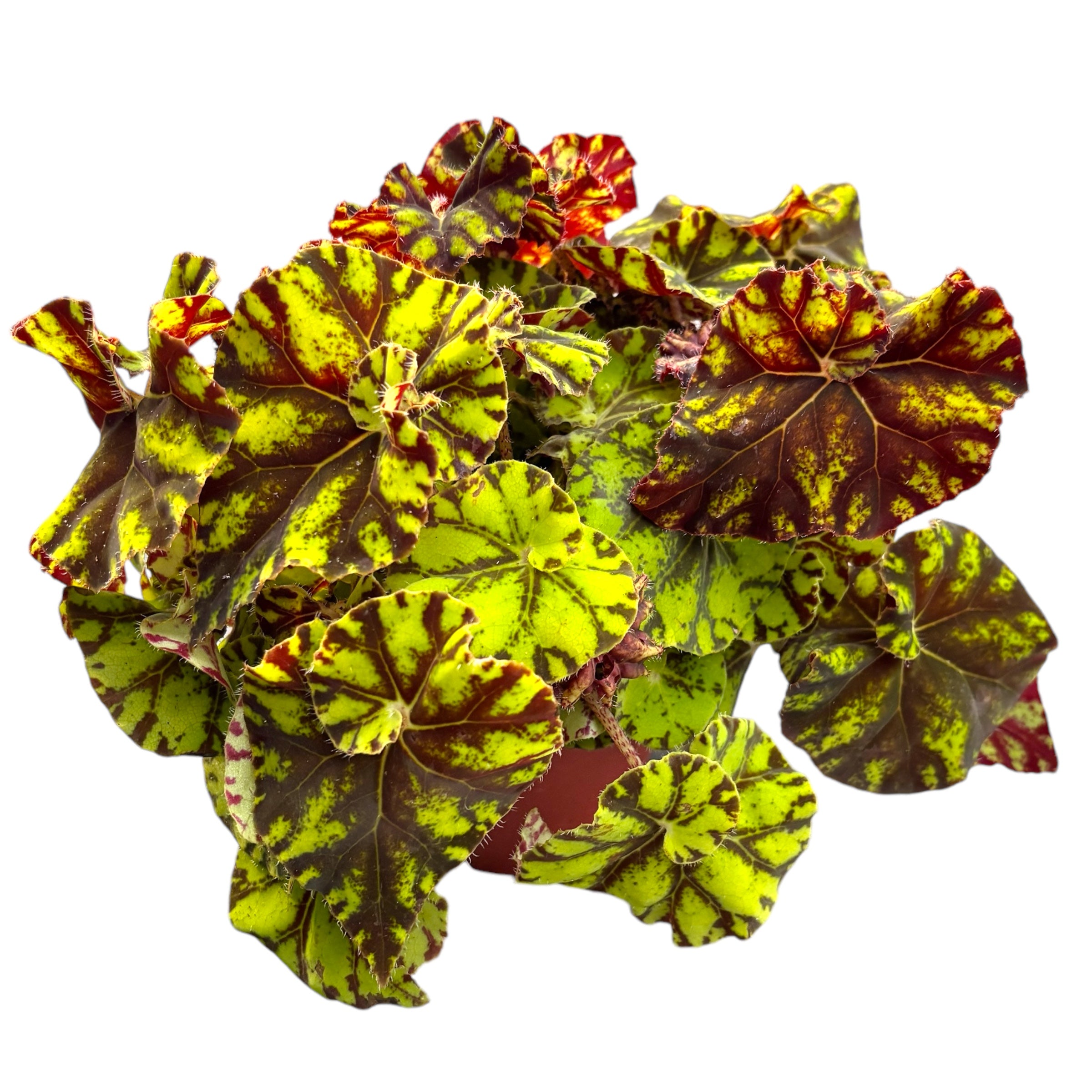 Begonia Magic Colours 'Zumba'