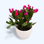 Schlumbergera 'Thor Wild Cactus Pink' 6pp