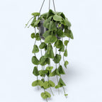 Dischidia platyphylla - primerki XL