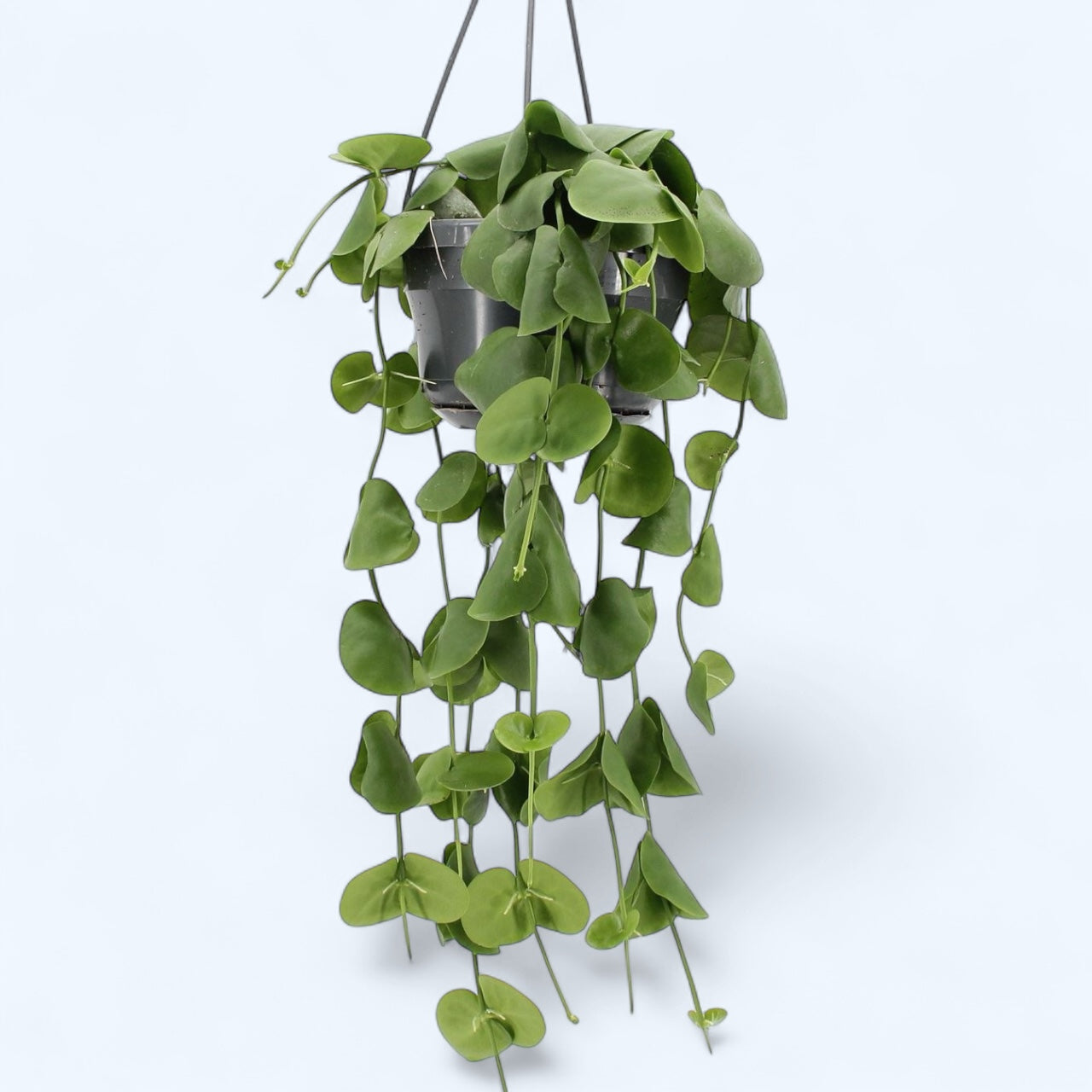 Dischidia platyphylla - exemplare XL