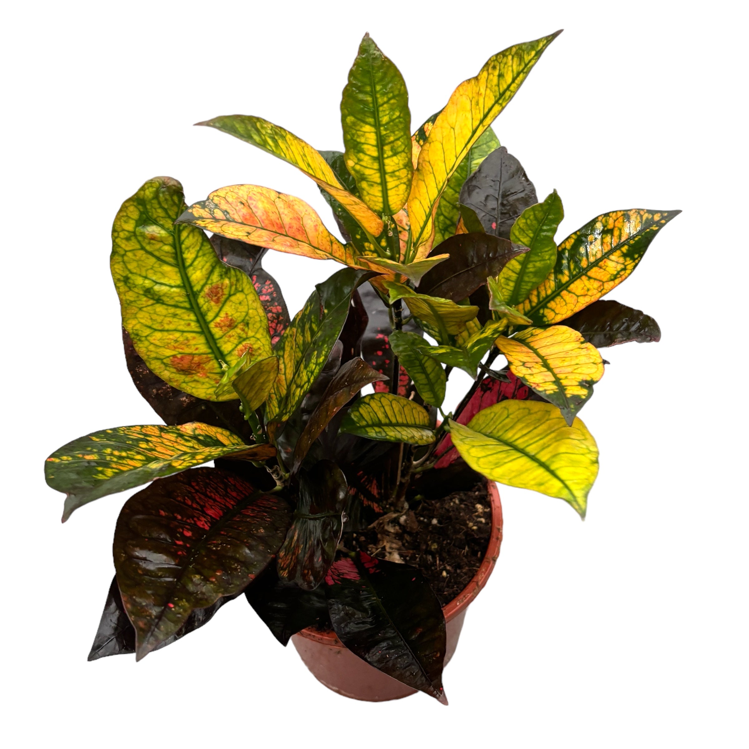 Croton Codiaeum variegatum 'Mrs Iceton' 2pp