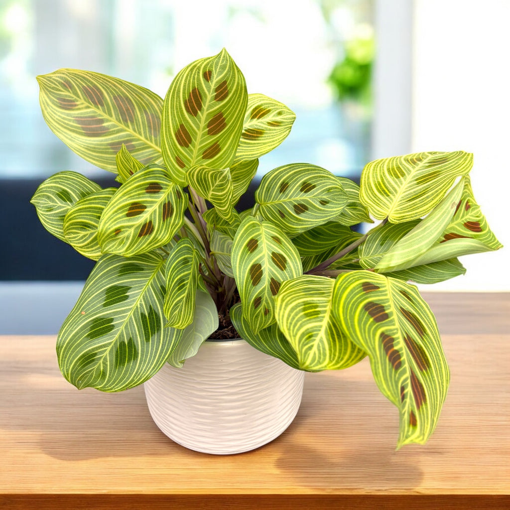 Maranta Leuconeura ‘Fantasy’ 2 φυτά/γλάστρα