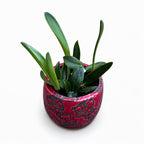 Cattleya leopoldii - parfumata