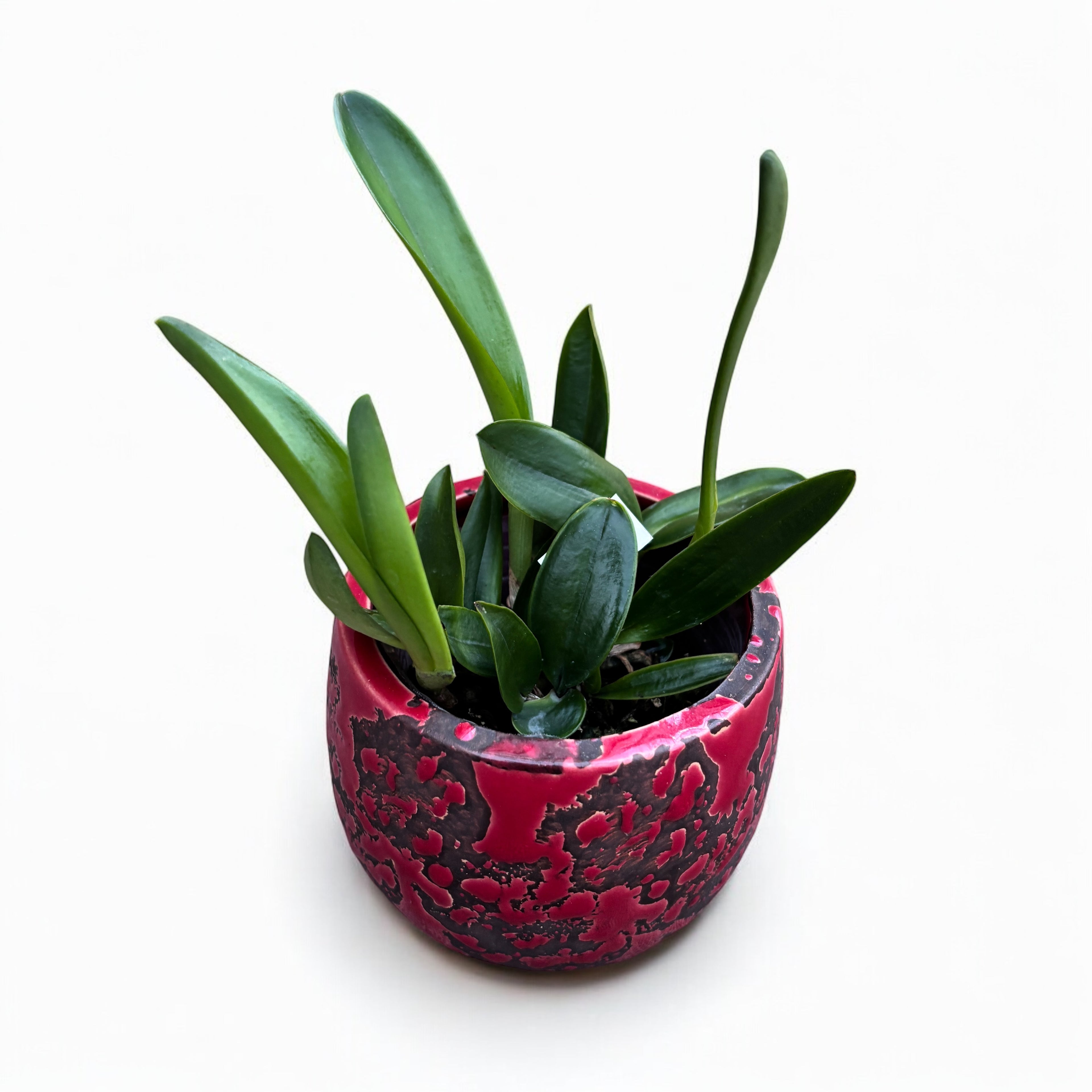 Cattleya leopoldii - parfumata