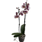 Phalaenopsis Polka Dots