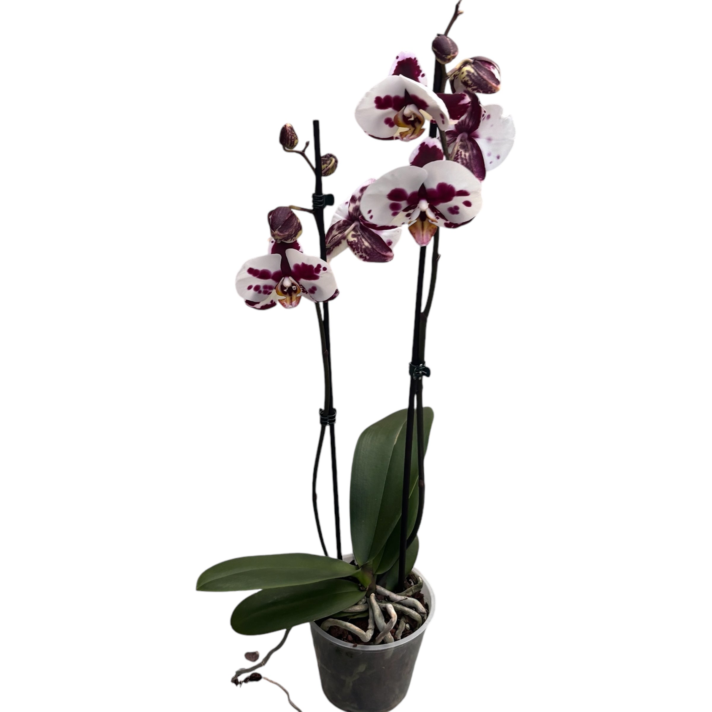 Phalaenopsis Polka Dots