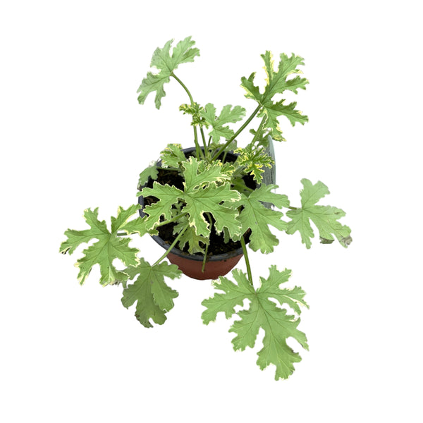 Muscate cu frunze parfumate si variegate - Pelargonium graveolens 'Lady Plymouth' (parfum de menta si trandafir)