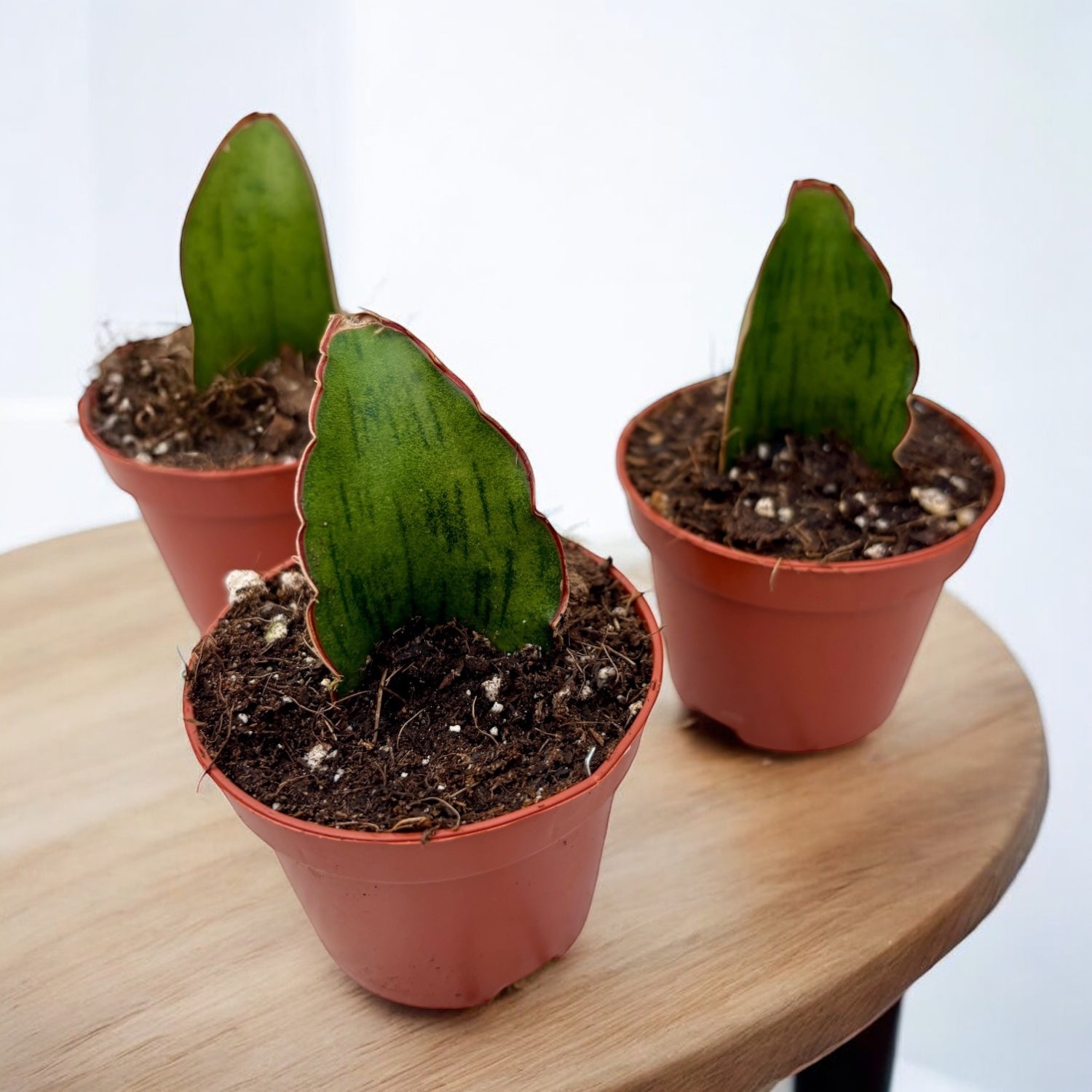 Sansevieria 'As Silk'