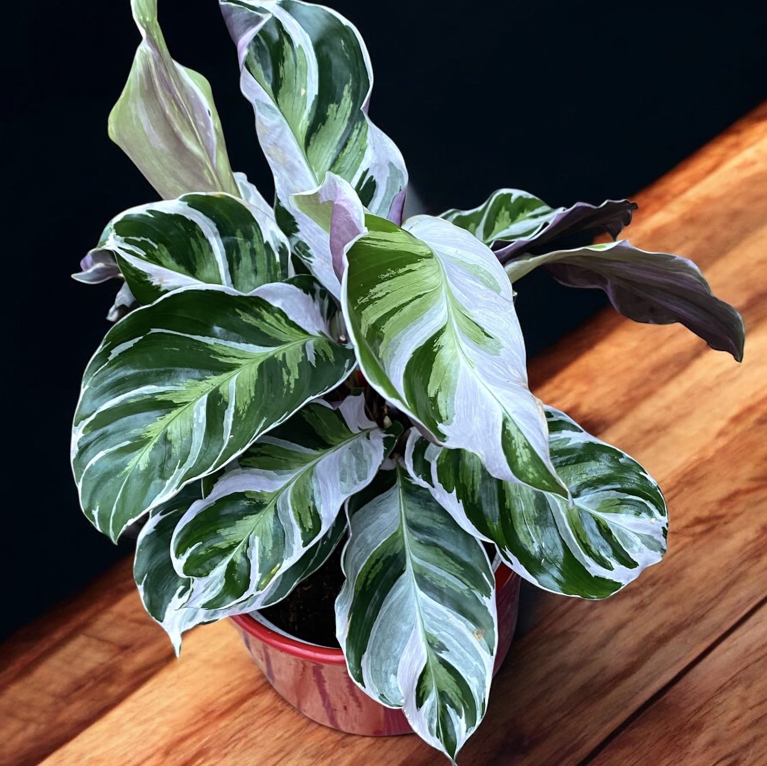 Calathea 'White Fusion'