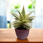 Sansevieria ‘Gabriella White’ Variegated – eleganta minimalista