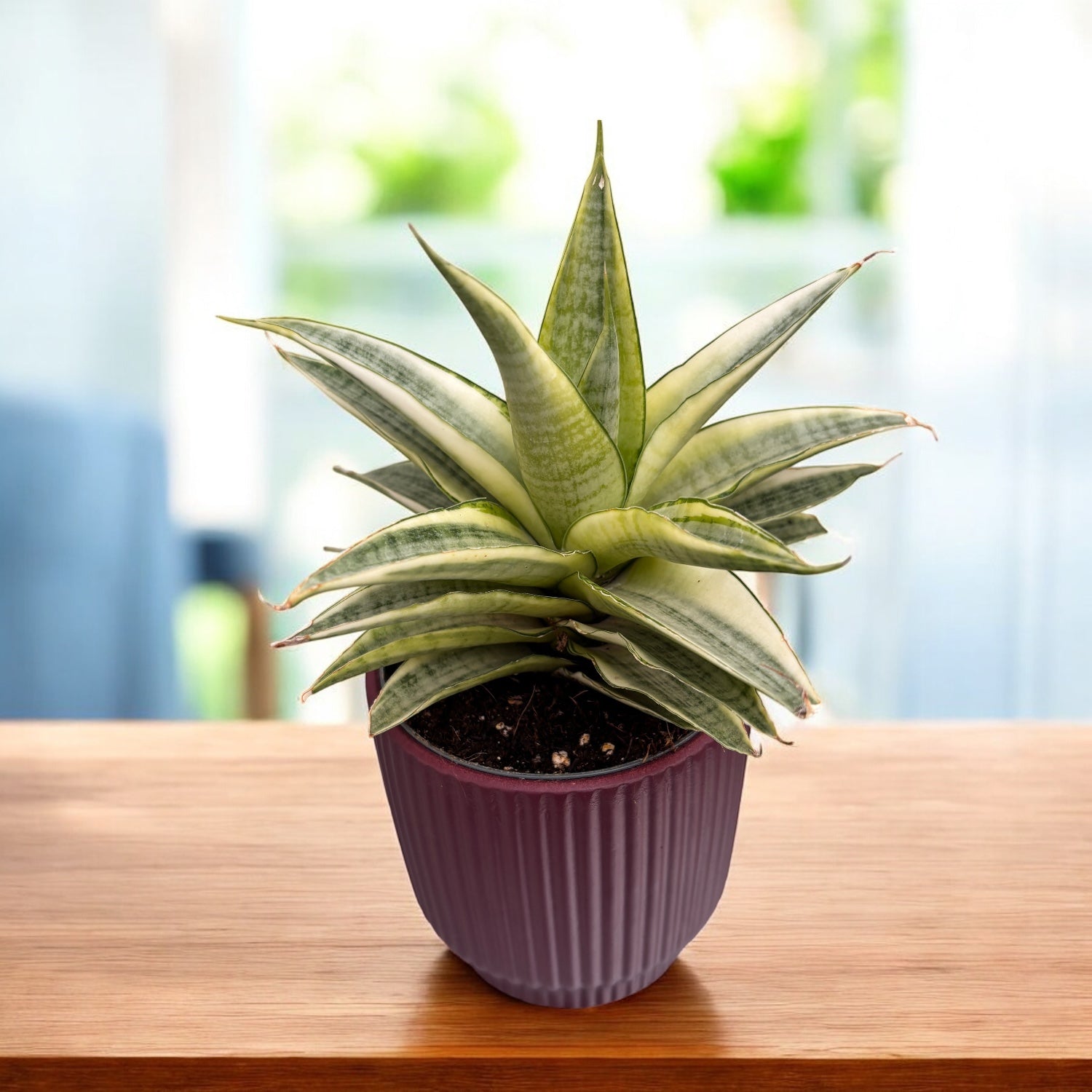 Sansevieria ‘Gabriella White’ Variegated – eleganta minimalista