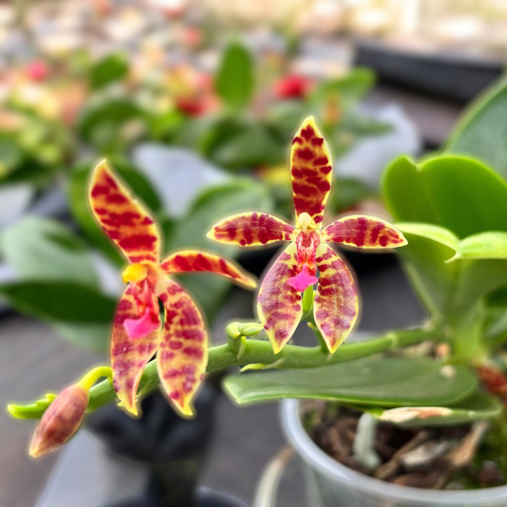 Phalaenopsis Charm (Phal. cornu-cervi var. chattaladae x Phal. maculata)