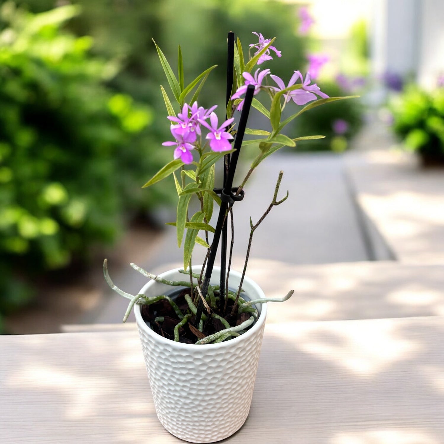 Epidendrum Centropetalum (Panama Orchid)