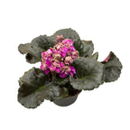 Saintpaulia LE-Sestra Korolevy (Sestra královny)