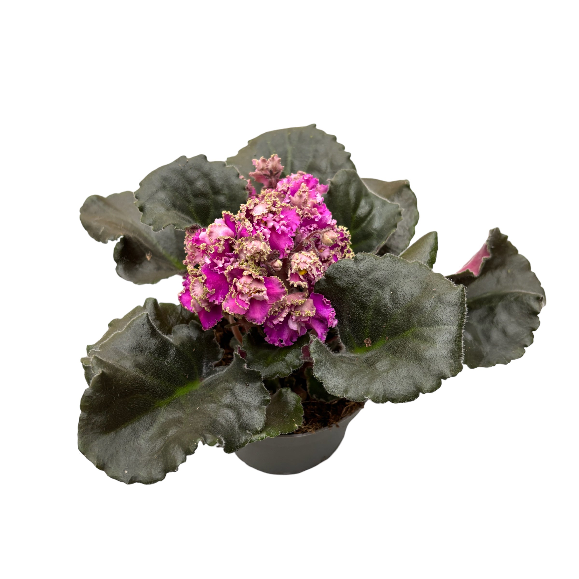 Saintpaulia LE-Sestra Korolevy (Queen’s sister)