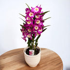 Dendrobium Wonderful Romance (Purple Rain) - parfumat