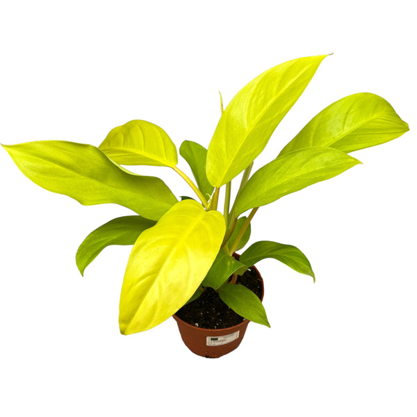 Philodendron Malaiisches Gold