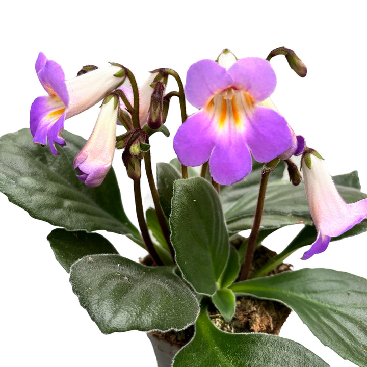 Streptocarpus Purpelina