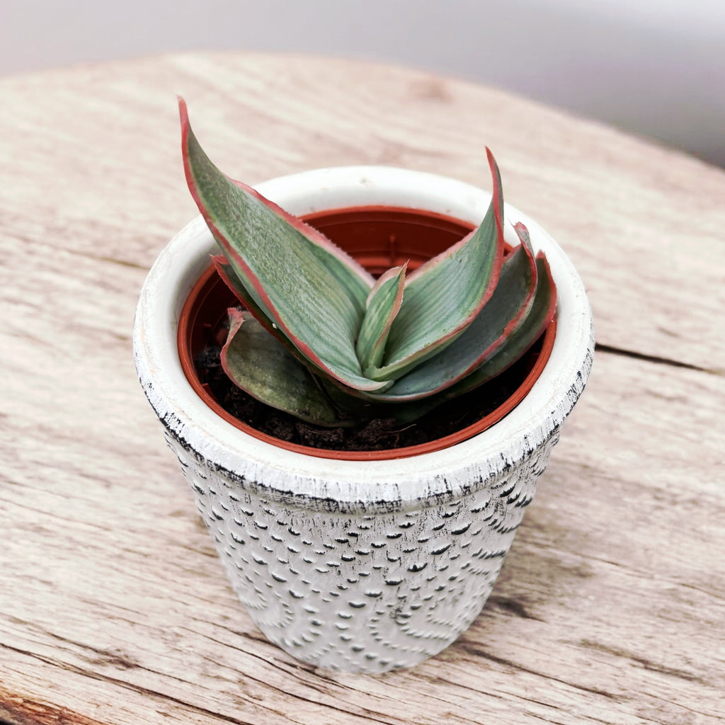 Aloe striata (Coral Aloe)