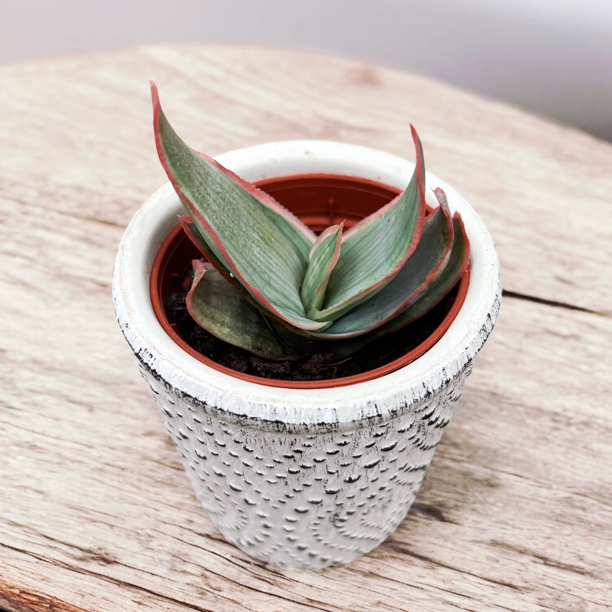 Aloe striata (Coral Aloe)