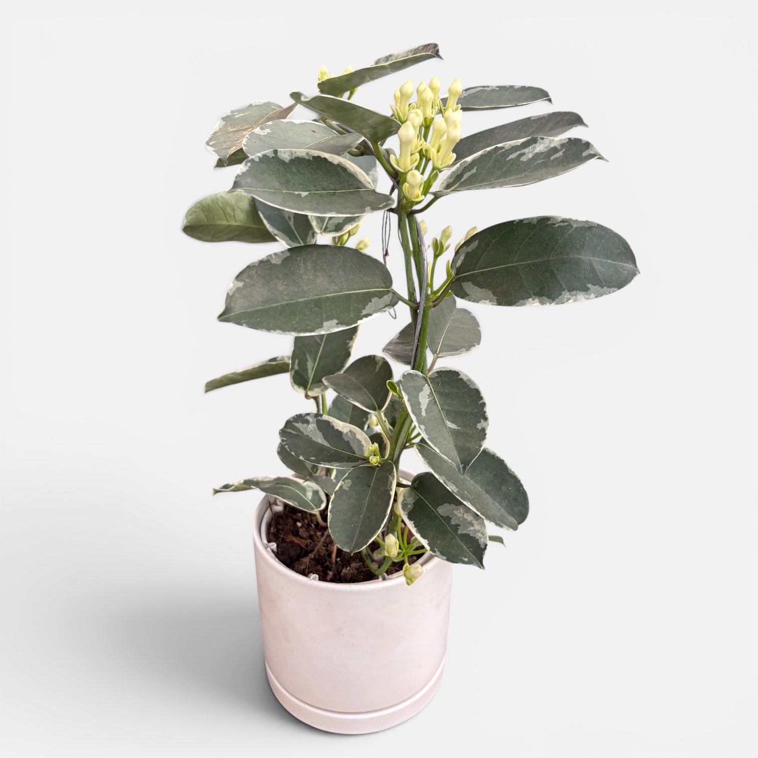 Stephanotis floribunda ‘Alpine’ (Albo variegata) - Madagascar Jasmine (fragrant)