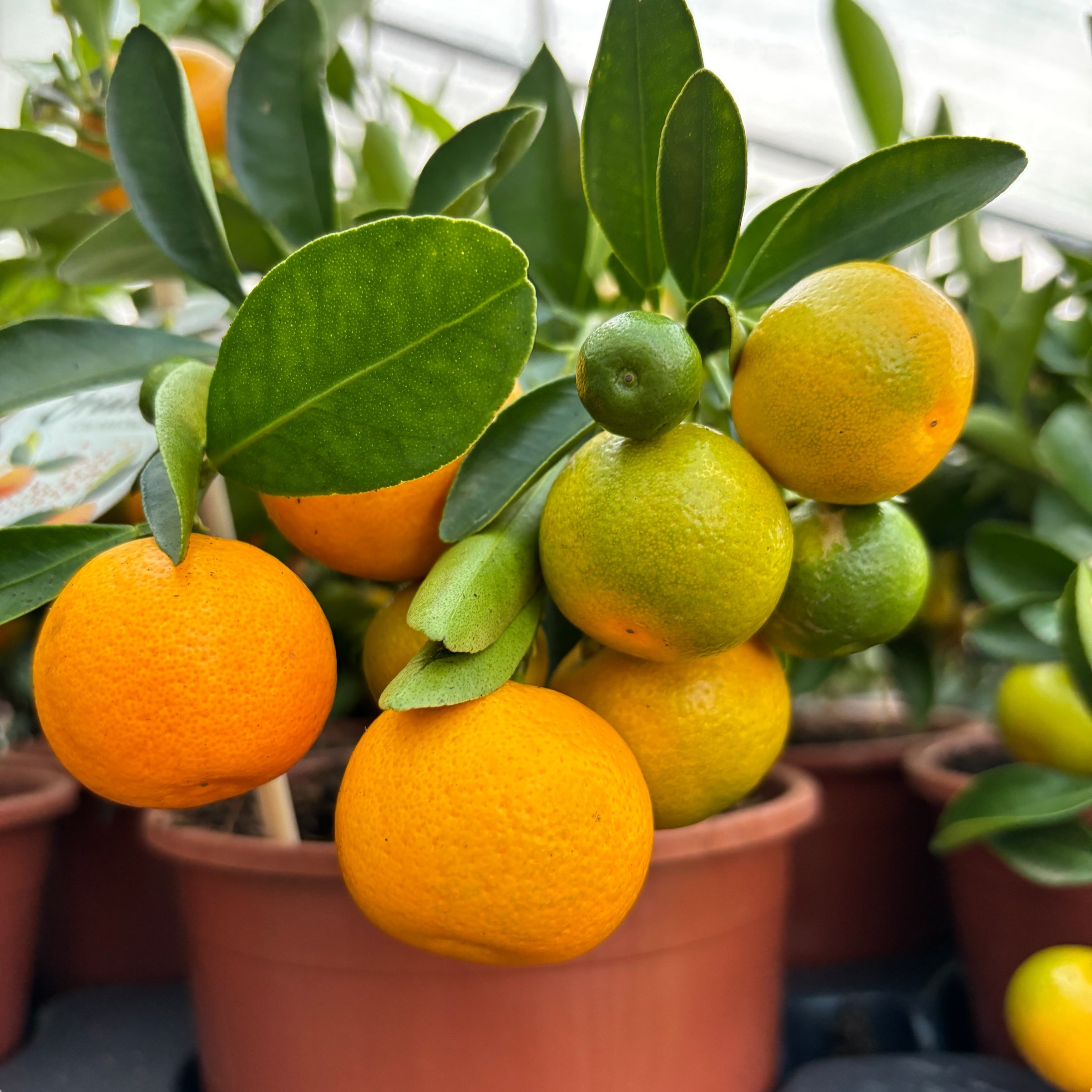 Calamondin Oriana (Citrina)