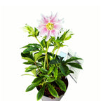 Helleborus orientalis Pretty Ellen Pink (Spanz) D12