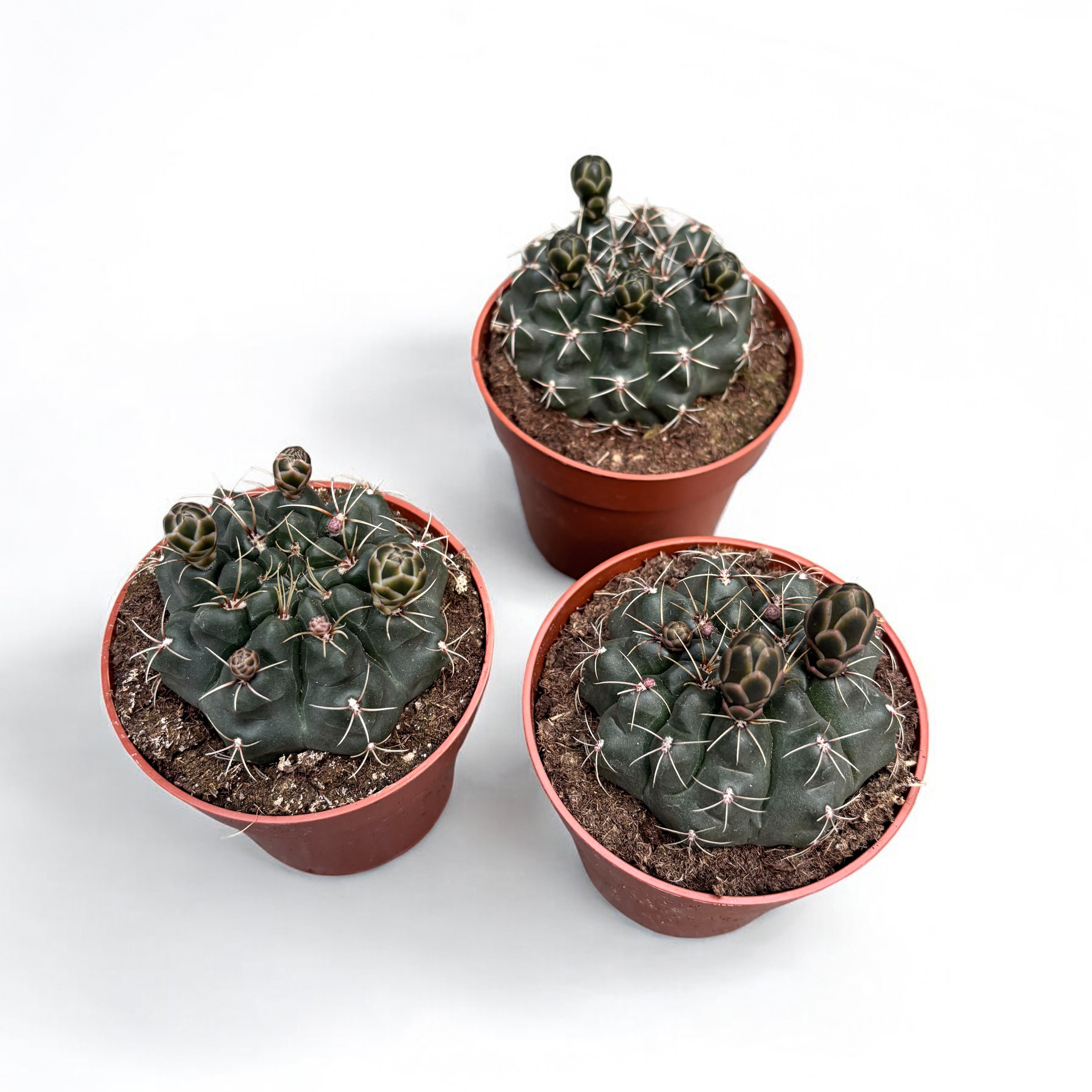 Gymnocalycium baldianum mix D8
