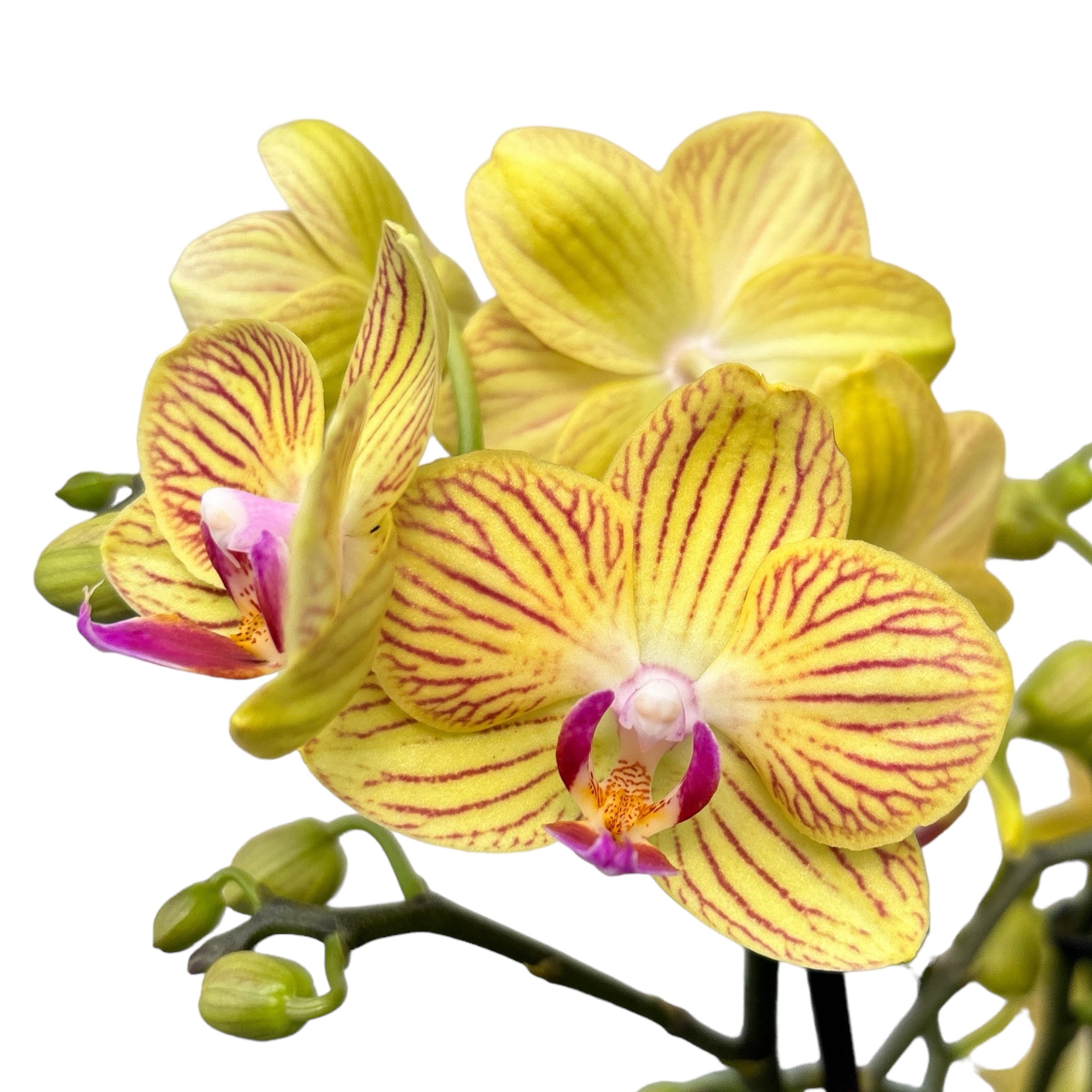 Phalaenopsis Lima