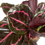 Calathea roseopicta 'Dottie'