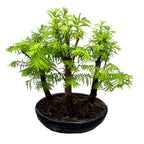 Бонсай Метасеквоя гора 3бр