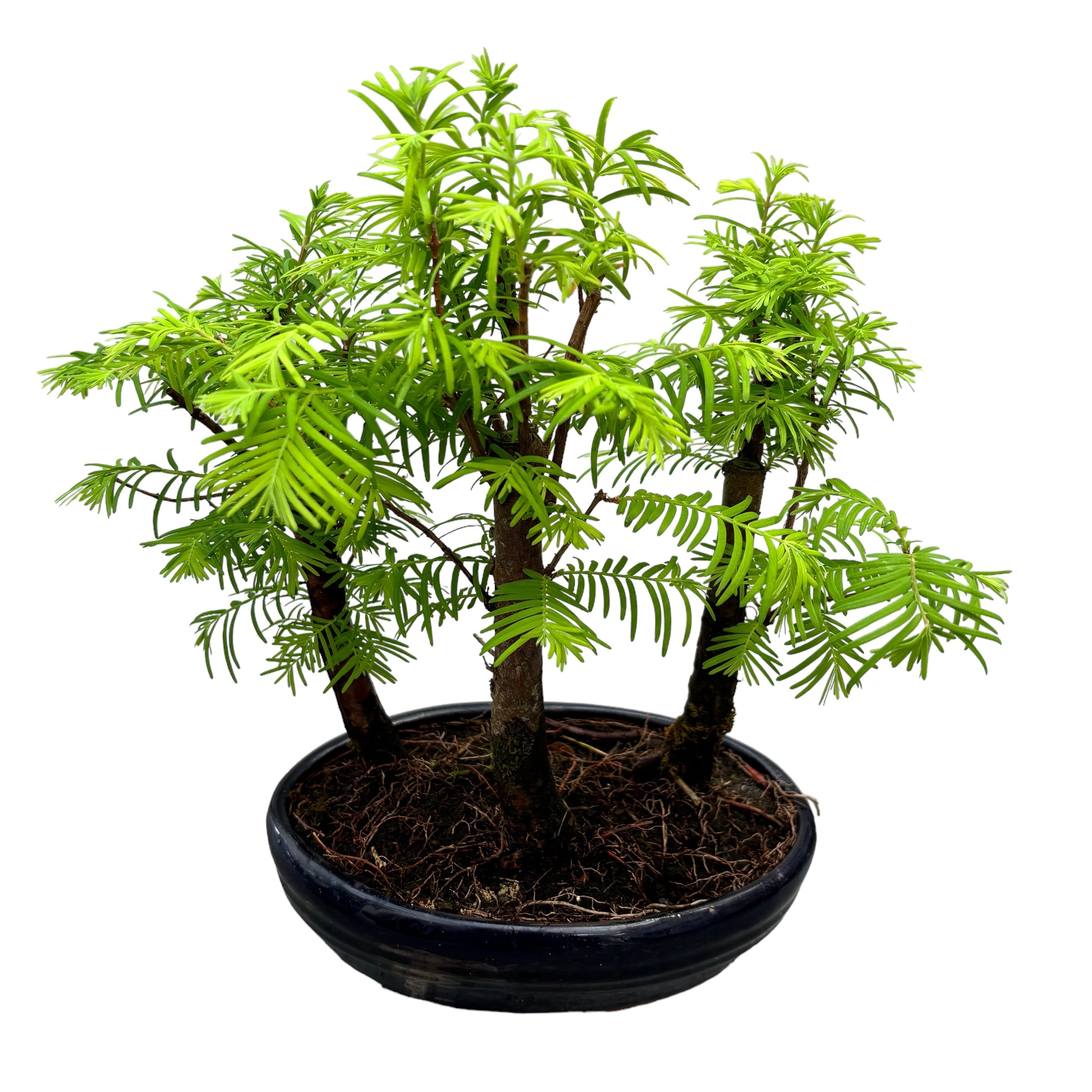 Bonsai Metasequoia forest 3pp