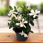 Gardenia jasminoides 'Pinwheel' (rezista si in gradina) - flori intens parfumate
